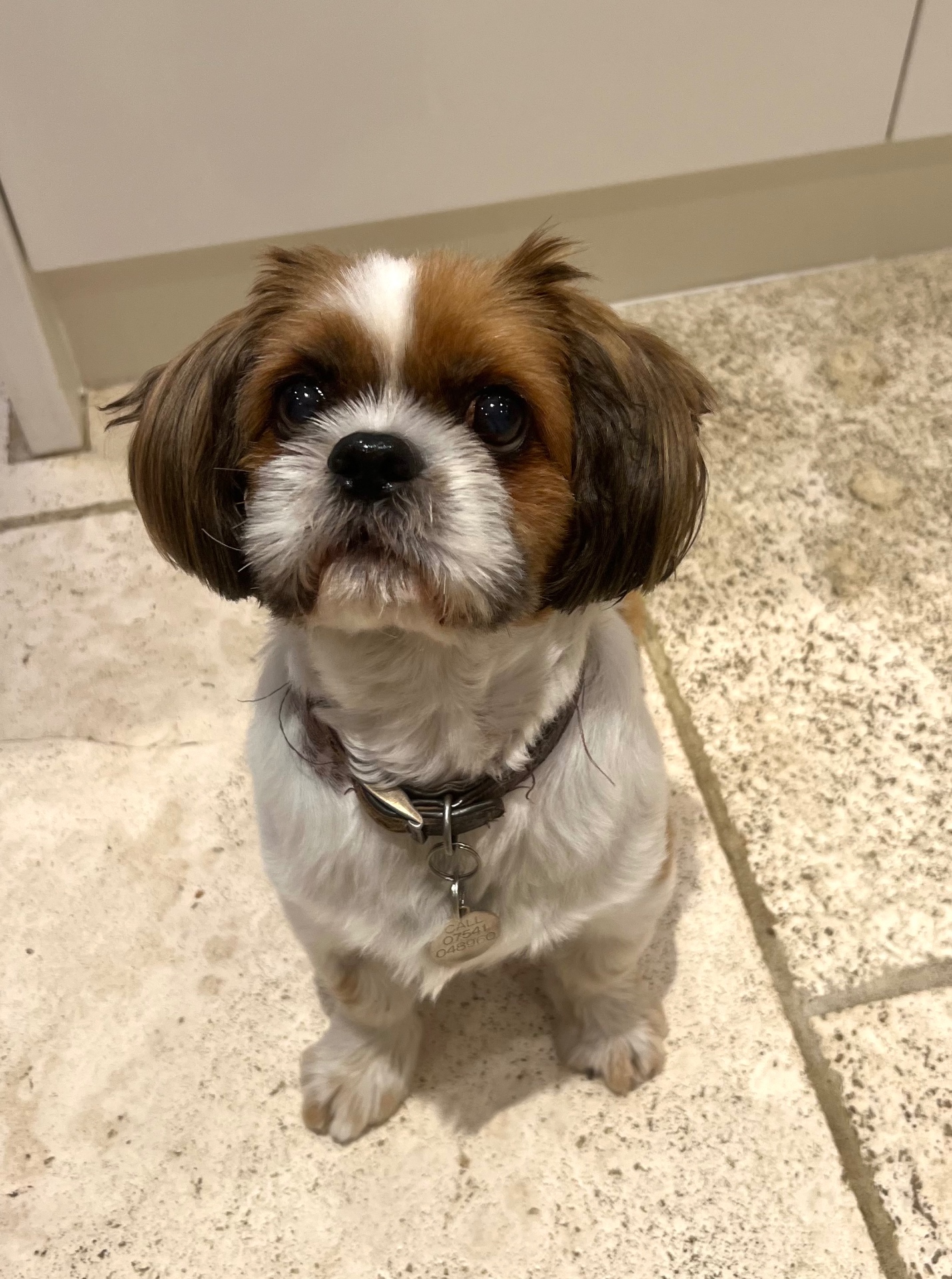 Herbert, Chief Happiness Officer